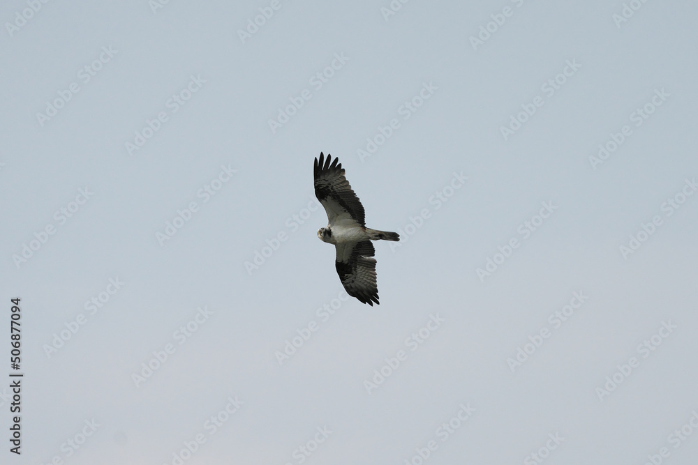 こちらを見ているミサゴ