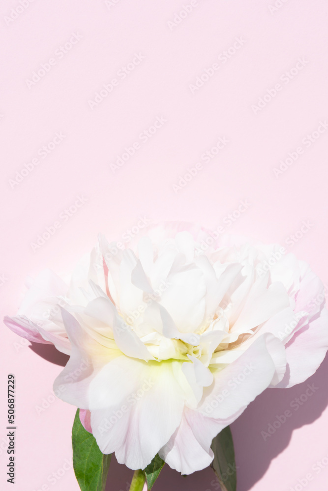 close up of light pink peony flower head on a pastel pink background