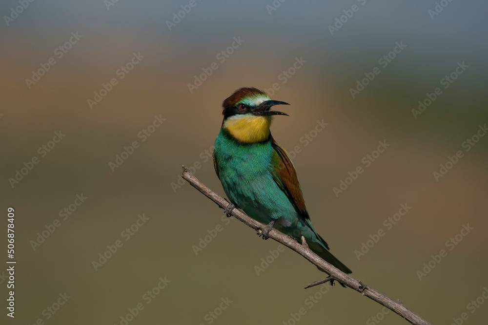 Fototapeta premium European Bee-eater (Merops apiaster9) perched on a dry tree branch
