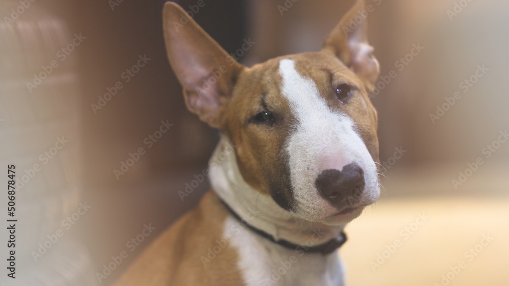 Portrait of an English bull terrier in close-up. An English bull terrier looks at the camera. Portrait of an English bull terrier in close-up. An English bull terrier looks at the camera.