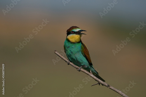 European Bee-eater (Merops apiaster9) perched on a dry tree branch