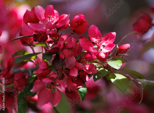 close up of a profusion crabapple tree blossoms in full bloom, with a sun ray hitting the edge of a petal. The scientific name for this violet-red flowering tree is malus moerlandsii