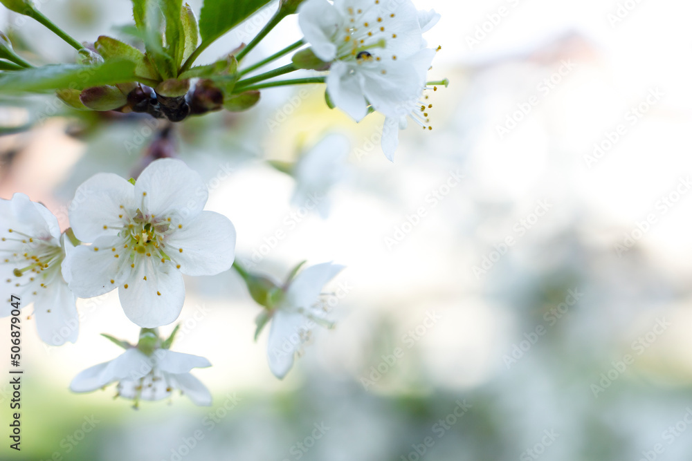 White blooming cherry flowers on a beautiful blurred background with copy space. Delicate greeting card with white flowers and sunlight. White blooming cherry flowers on a beautiful blurred background with copy space. Delicate greeting card with white flowers and sunlight.