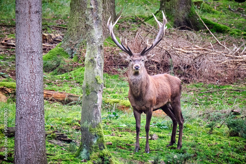 Rothirsch   Cervus elaphus  .