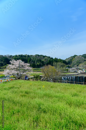 原尻の滝「春風の季節・桜と滝風景」
Harajiri Waterfall 