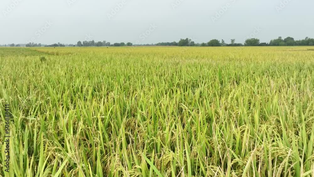green wheat field - rice field in bangladesh green wheat field - rice field in bangladesh