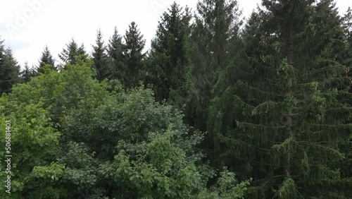 Aerial view of trees in a forest in Kaiserslautern Germany photo