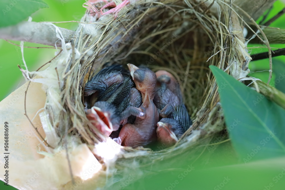 hungry baby robin newborn birds in nest are waiting for food from their mothers. And their mother found food hungry baby robin newborn birds in nest are waiting for food from their mothers. And their mother found food