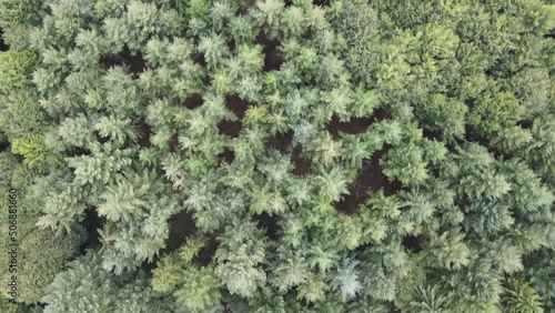 Aerial view of trees in a forest in Kaiserslautern Germany photo