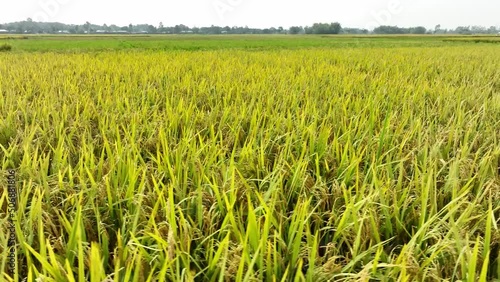 peddy or Rice feild in bangladesh photo