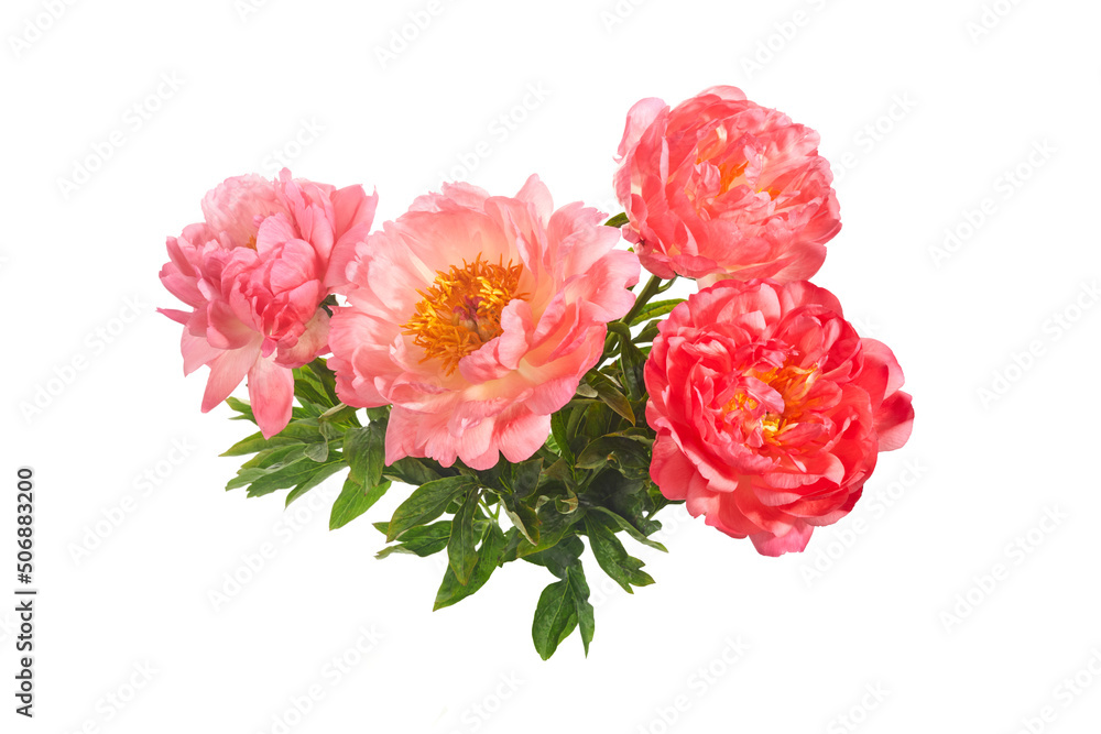 Beautiful pink peonies flowers isolated on white background Beautiful pink peonies flowers isolated on white background