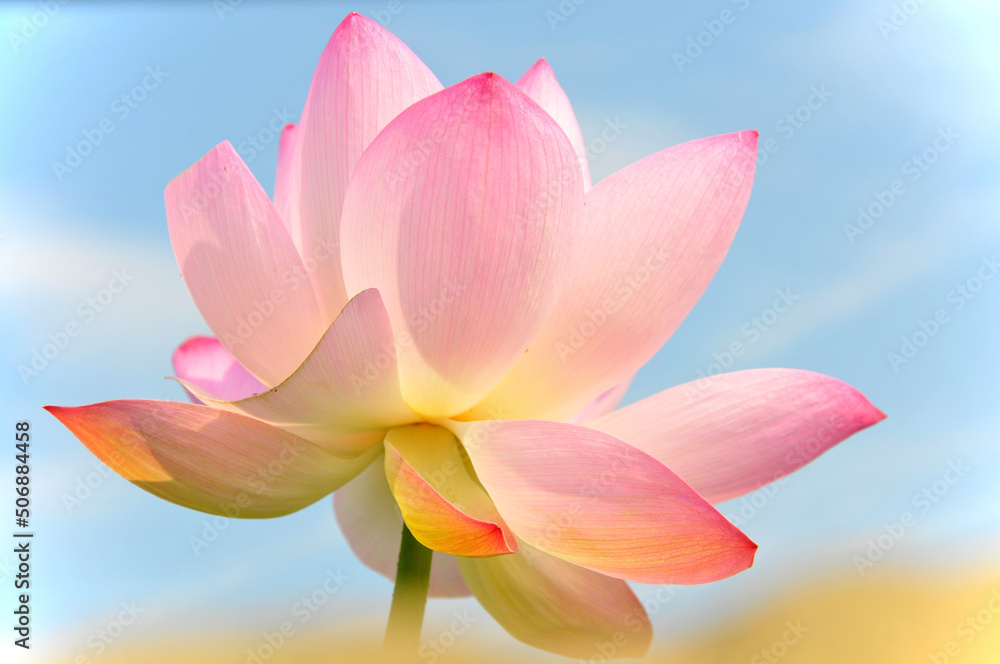 Pink lotus flower