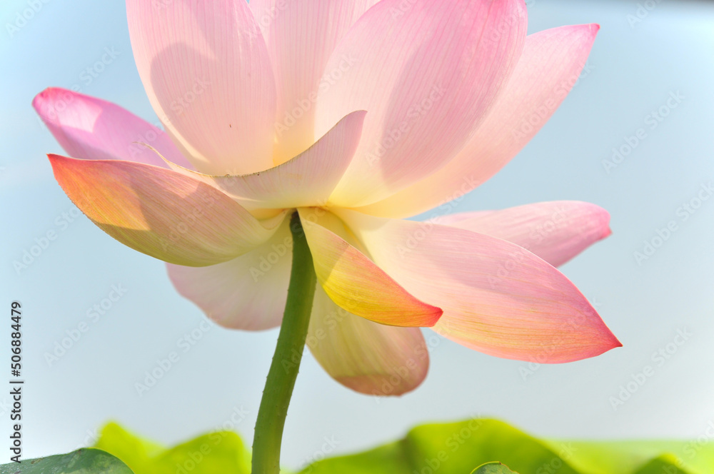 Fototapeta premium Pink lotus flower