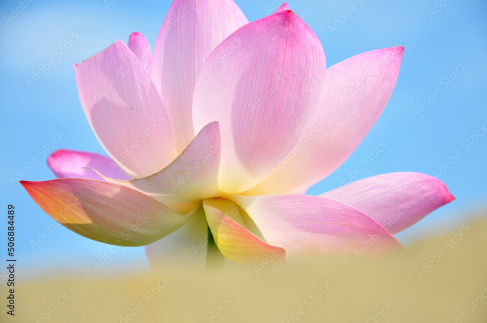 Pink lotus flower Pink lotus flower