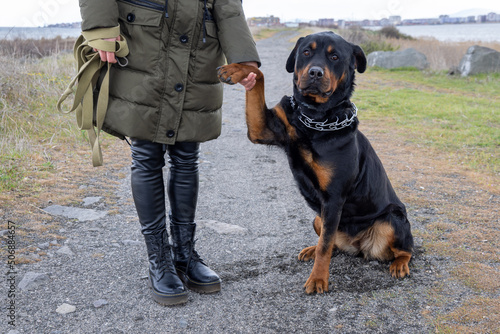A rottweiler dog with a leash sits near a woman in a dog park in cold weather