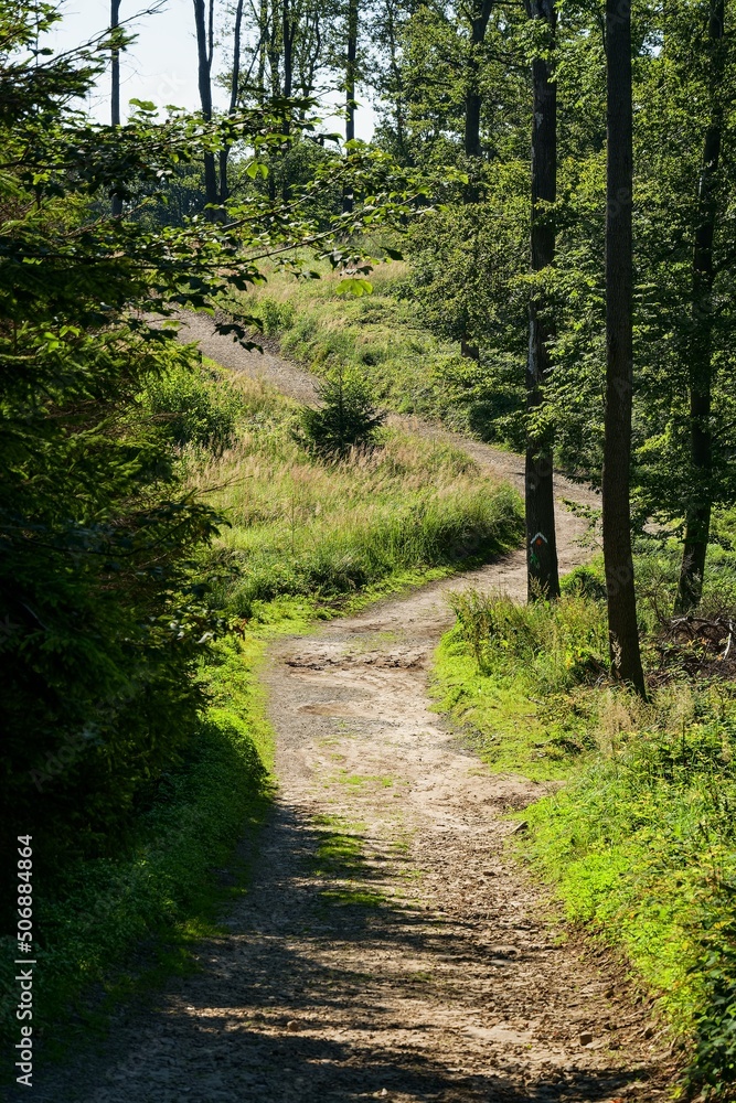 Naklejka premium Revolving forest road. Hostyn hills. Moravia. Czechia. Europe.