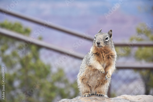 Squirrel in Grand Canyon