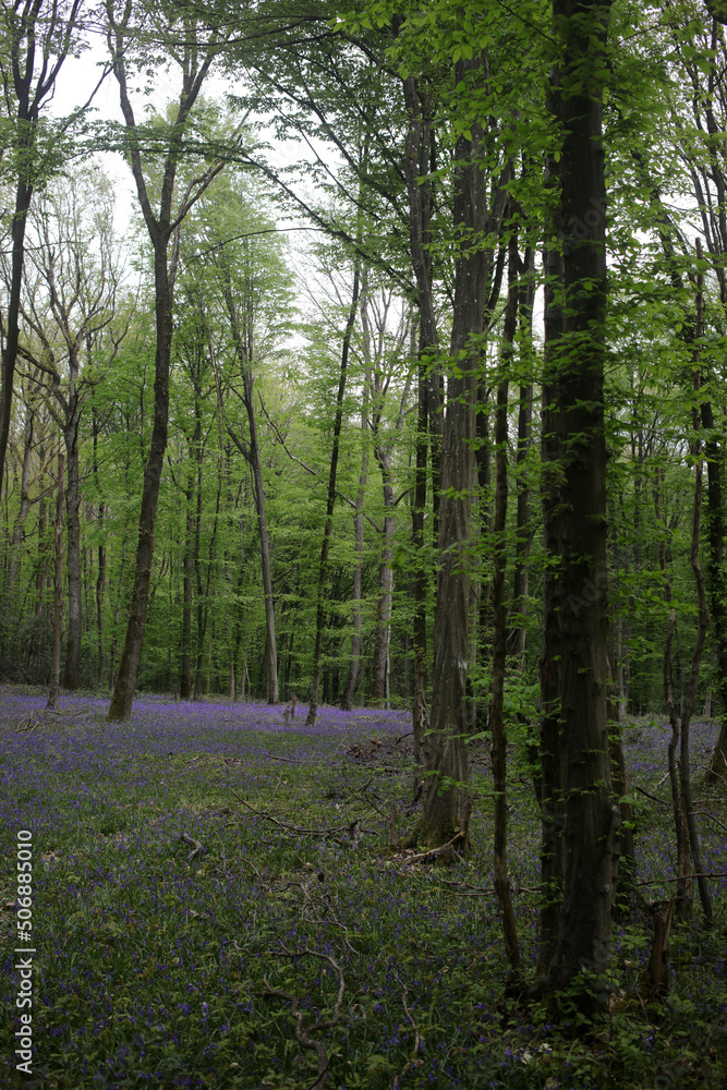 Naklejka premium Bluebell woods - Carpet of Hyacinthoides non-scripta in spring