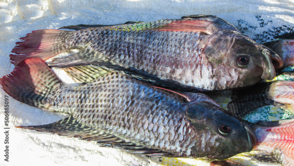 tilapia being treated for feed, we see fresh fish without scales foto