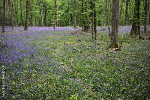 Bluebell woods - Carpet of Hyacinthoides non-scripta in spring