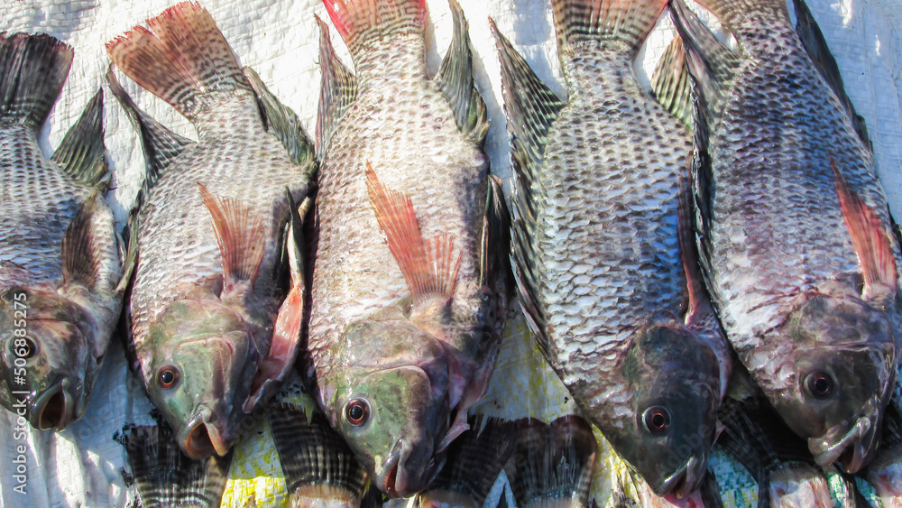 tilapia being treated for feed, we see fresh fish without scales Stock