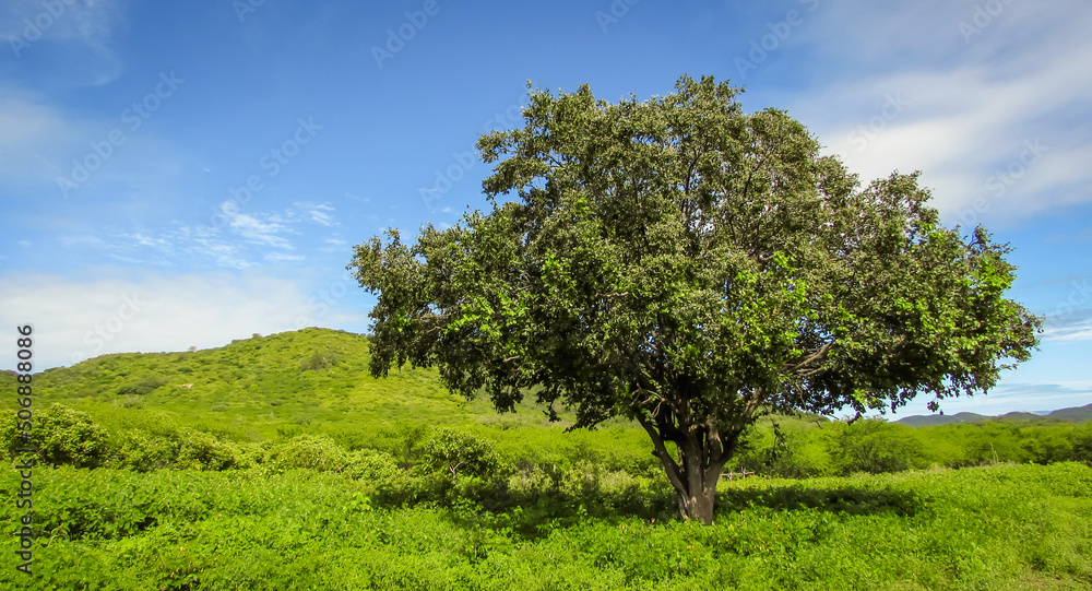 Obraz premium Majestic Juazeiro Tree (Sarcomphalus joazeiro) Standing Prominently in a Lush Green Brazilian Landscape