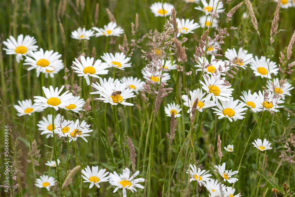 Fototapeta premium Ox-eye Daisy (Leucanthemum vulgare) in garden