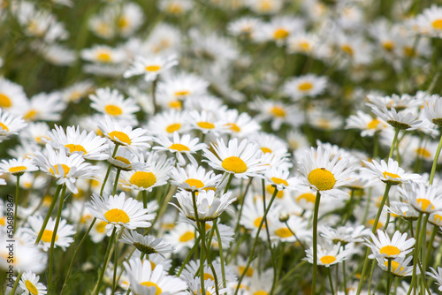 Ox-eye Daisy (Leucanthemum vulgare) in garden