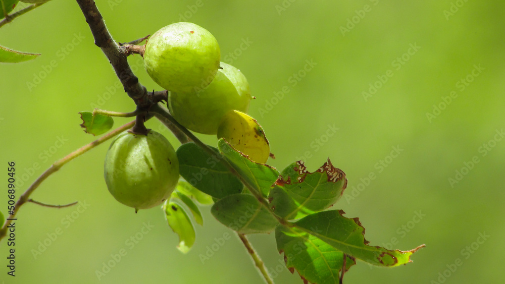 Fototapeta premium fruits of the caatinga plant umburana
