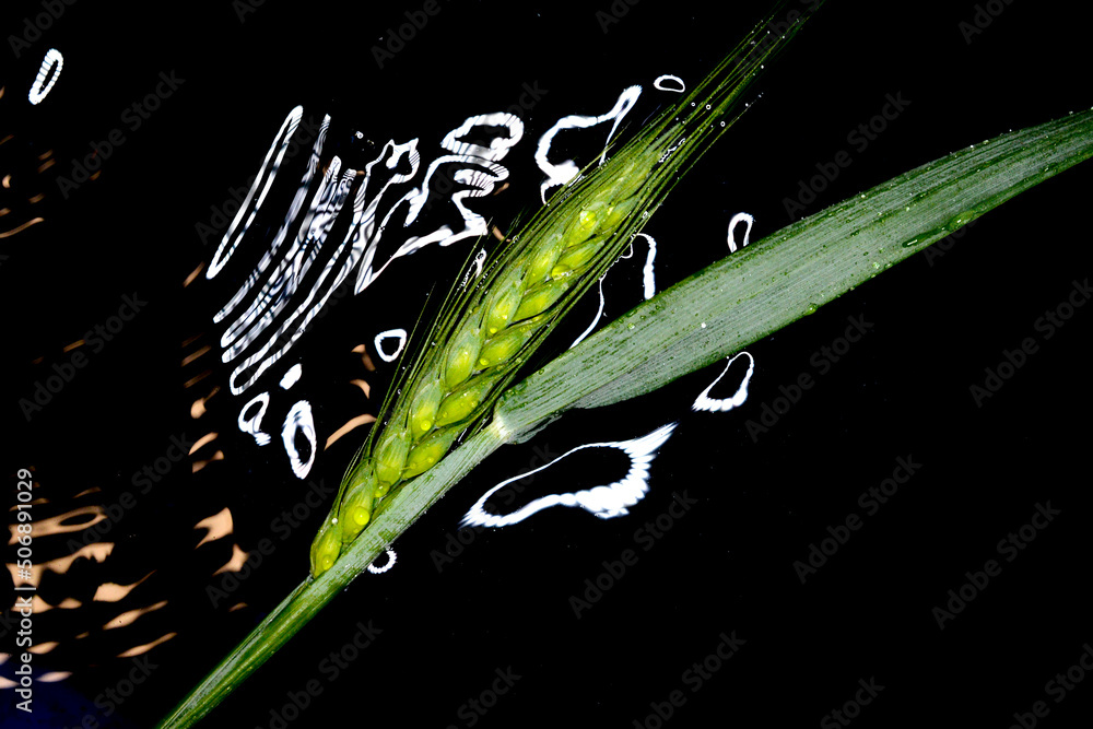 green ripening ears of wheat in a water with reflections of flash