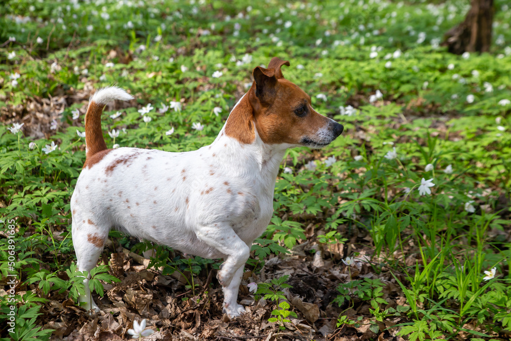 Young Jack Russell Terrier on the grass. Young Jack Russell Terrier on the grass.