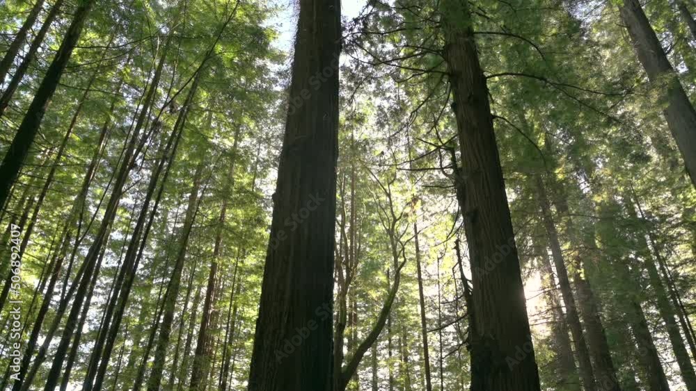 Spring in Redwood National Park and State Park. Panning shot of large trees with sunlight. Spring in Redwood National Park and State Park. Panning shot of large trees with sunlight.