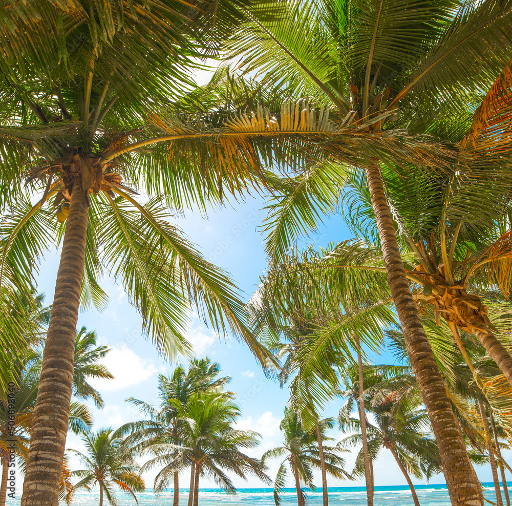 Fototapeta premium Coconut palm trees by the sea in Bois Jolan beach