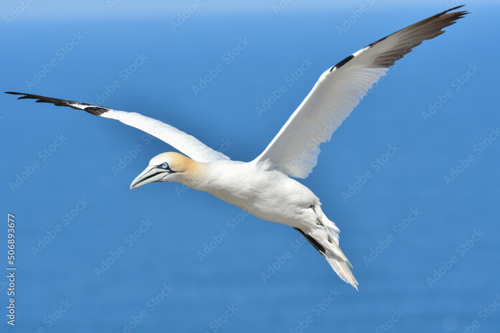 Obraz premium Basstölpel vor der Nordsee