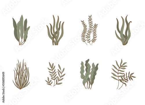 Set of aquarium seaweeds. Underwater plants, aglae, laminaria icons. Sea flora vector illustration..