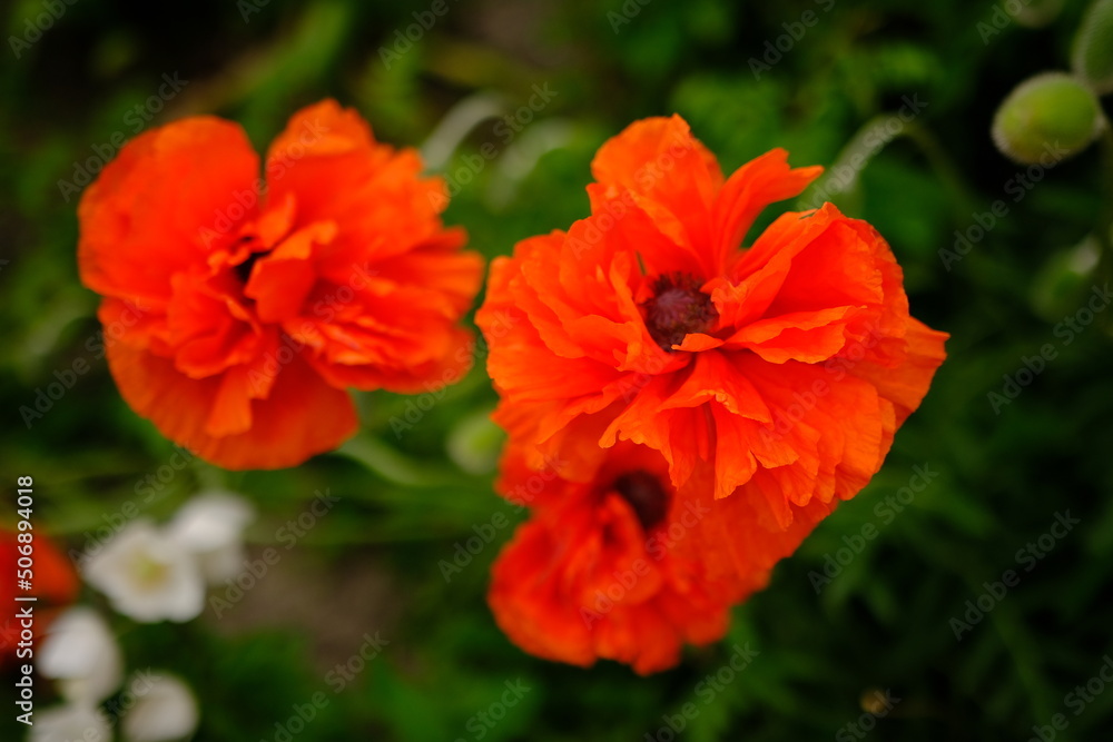 bright beautiful orange poppy flowers blooming in the garden on a sunny day with green blured background