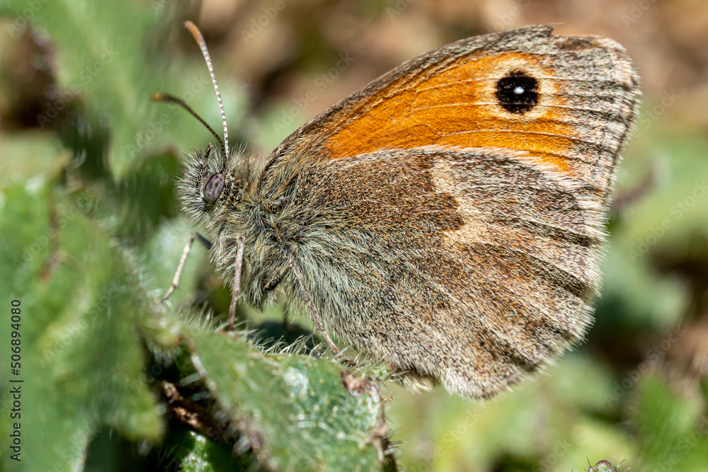 Obraz premium pyronia tithonus