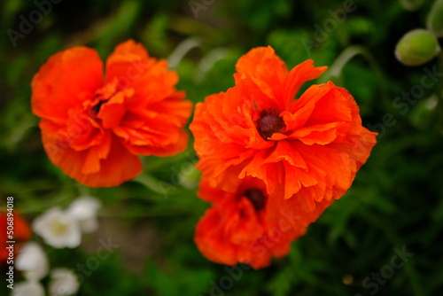 bright beautiful orange poppy flowers blooming in the garden on a sunny day with green blured background