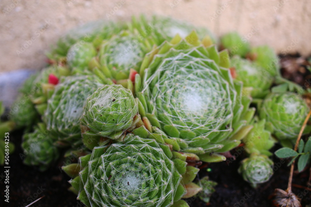 Obraz premium Sempervivum arachnoideum KRAMER'S SPINRAD Rojnik pajęczynowaty succulent