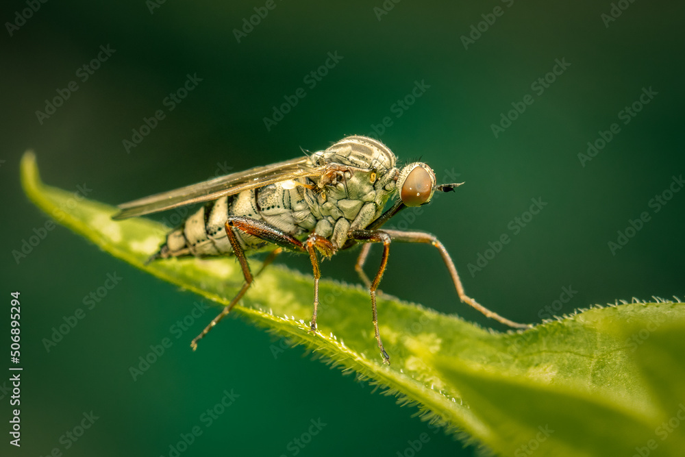 Small predatory fly resting on a grapevine leaf Small predatory fly resting on a grapevine leaf