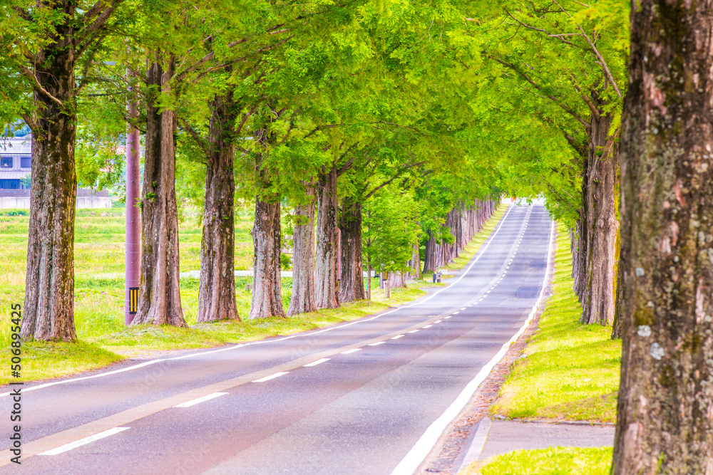 Obraz premium 滋賀県 メタセコイア並木の新緑