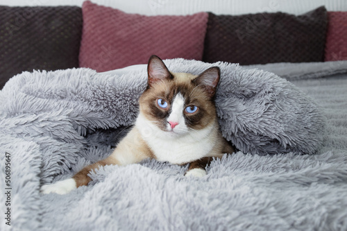 Photos purebred snowshoe cat lies on a bed cover with a fur blanket.