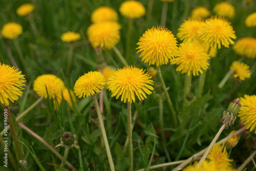 Low angle Close up of Dandelion Flowers or Weeds Growing in Grass in Spring Low angle Close up of Dandelion Flowers or Weeds Growing in Grass in Spring