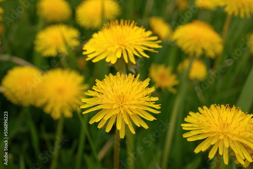 Low angle Close up of Dandelion Flowers or Weeds Growing in Grass in Spring