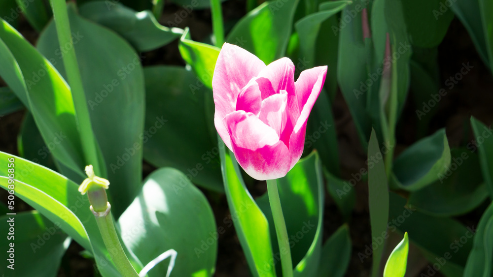 Naklejka premium pink tulips on the green grass in the park in summer