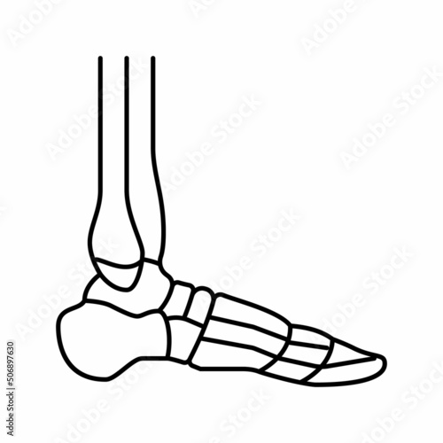 ankle bone line icon vector illustration