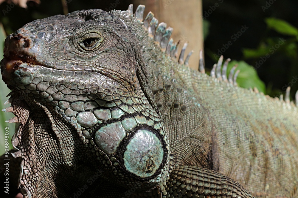 Close-up of an Iguana lizard Close-up of an Iguana lizard