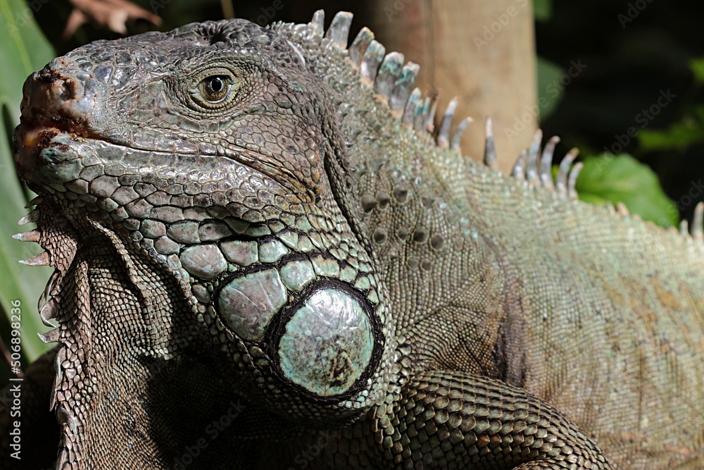 Obraz premium Close-up of an Iguana lizard