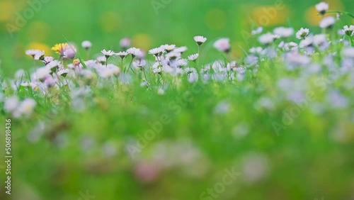 Spring alpine meadow with white Bellis. 