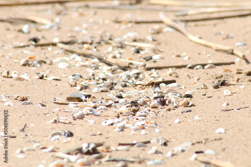 Wallpaper Mural Decorative background - seashells on a sandy beach. Torontodigital.ca